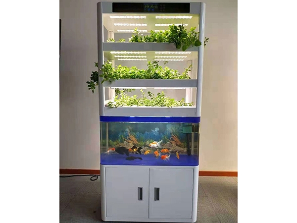 魚菜共生植物工廠